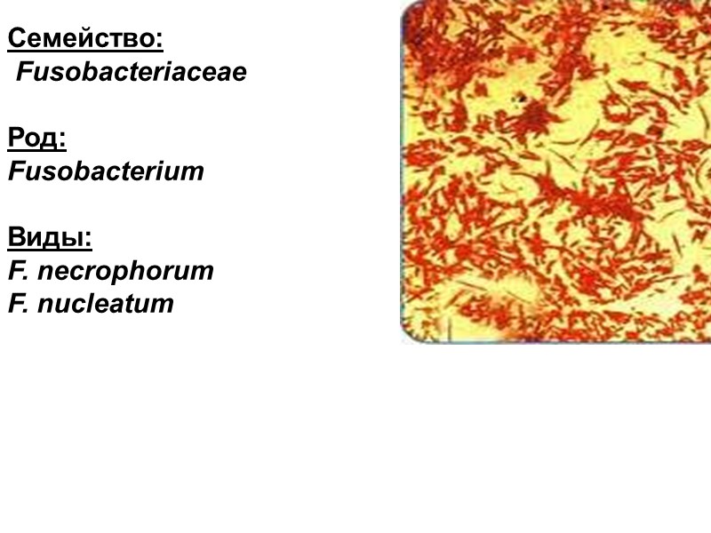 Семейство:  Fusobacteriaceae  Род:  Fusobacterium  Виды: F. necrophorum F. nucleatum